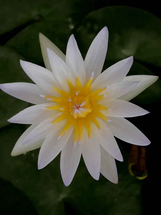 the white water lily is blooming with yellow stamen