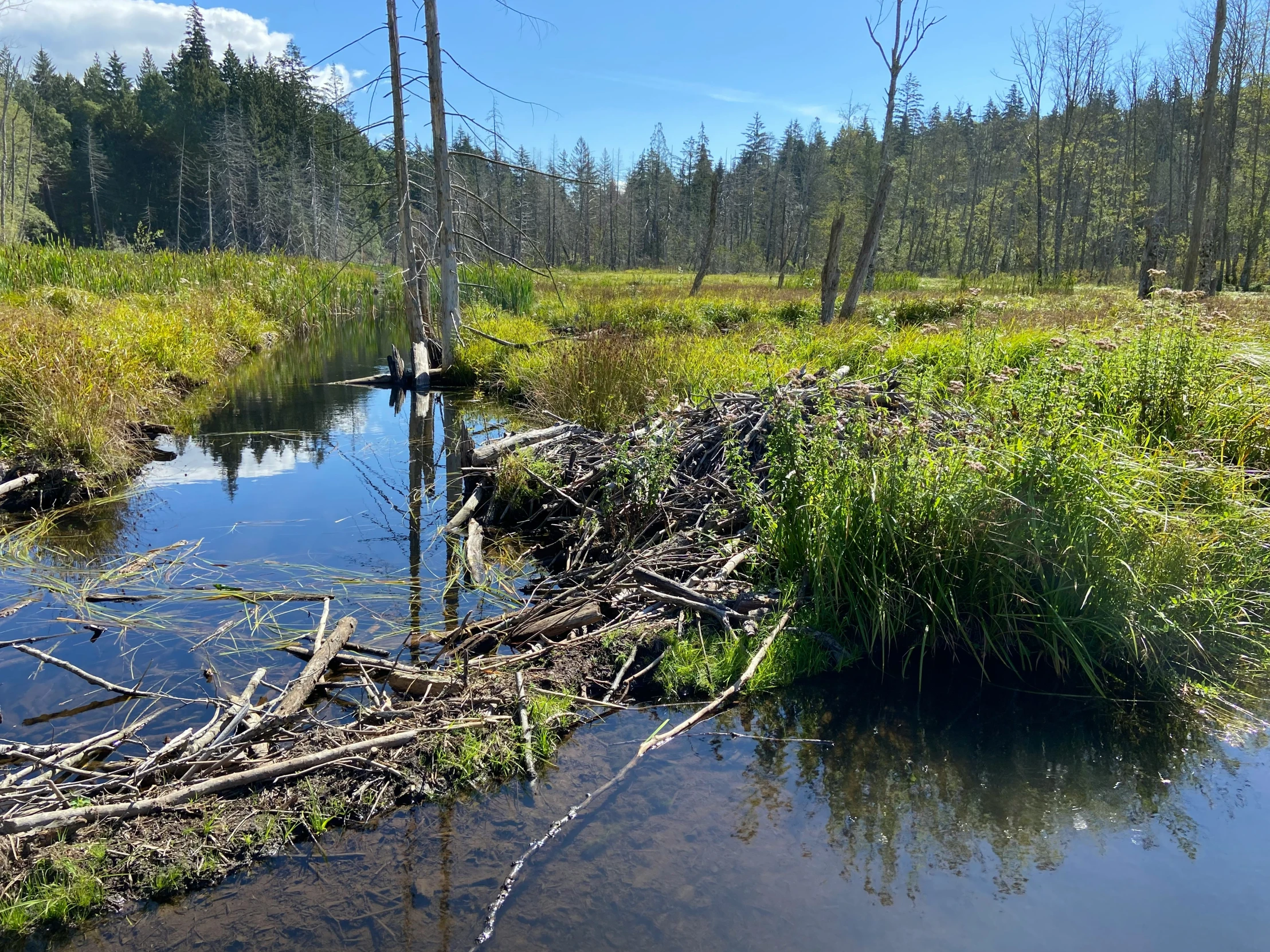 a stream surrounded by grass and dead trees