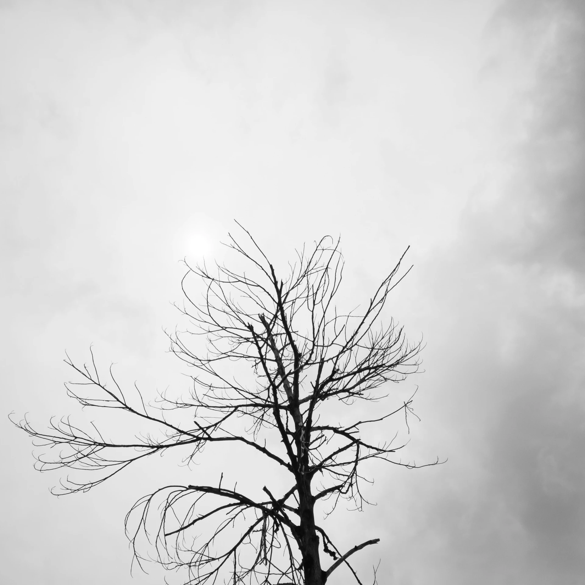 black and white pograph of dead tree against sky