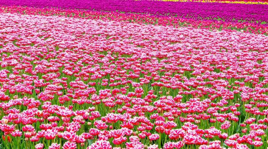 a huge field full of pink flowers next to a tree