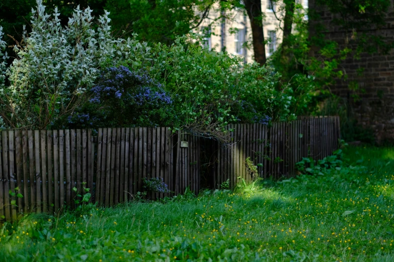 an image of a yard with some trees