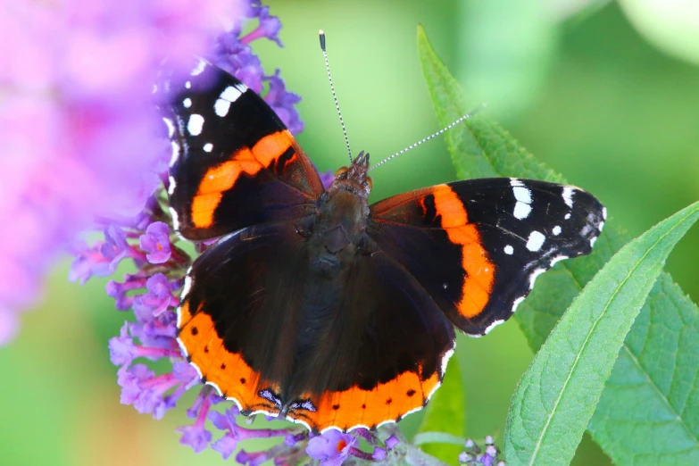 a black, orange and white erfly sitting on purple flowers