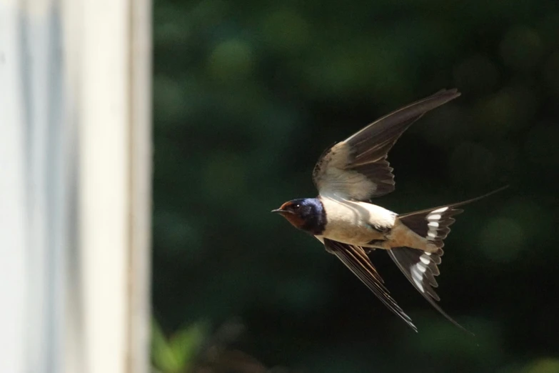 a bird flies close by while another flies away