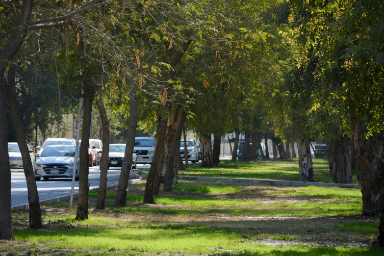 a line of parked cars next to a road near tall trees