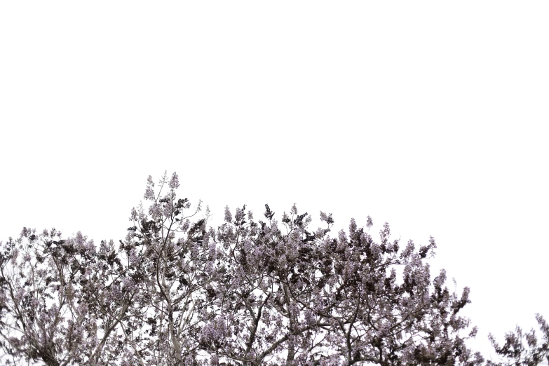 a bird is perched on top of a leafy tree