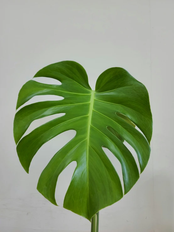 a large green plant leaf in a white vase