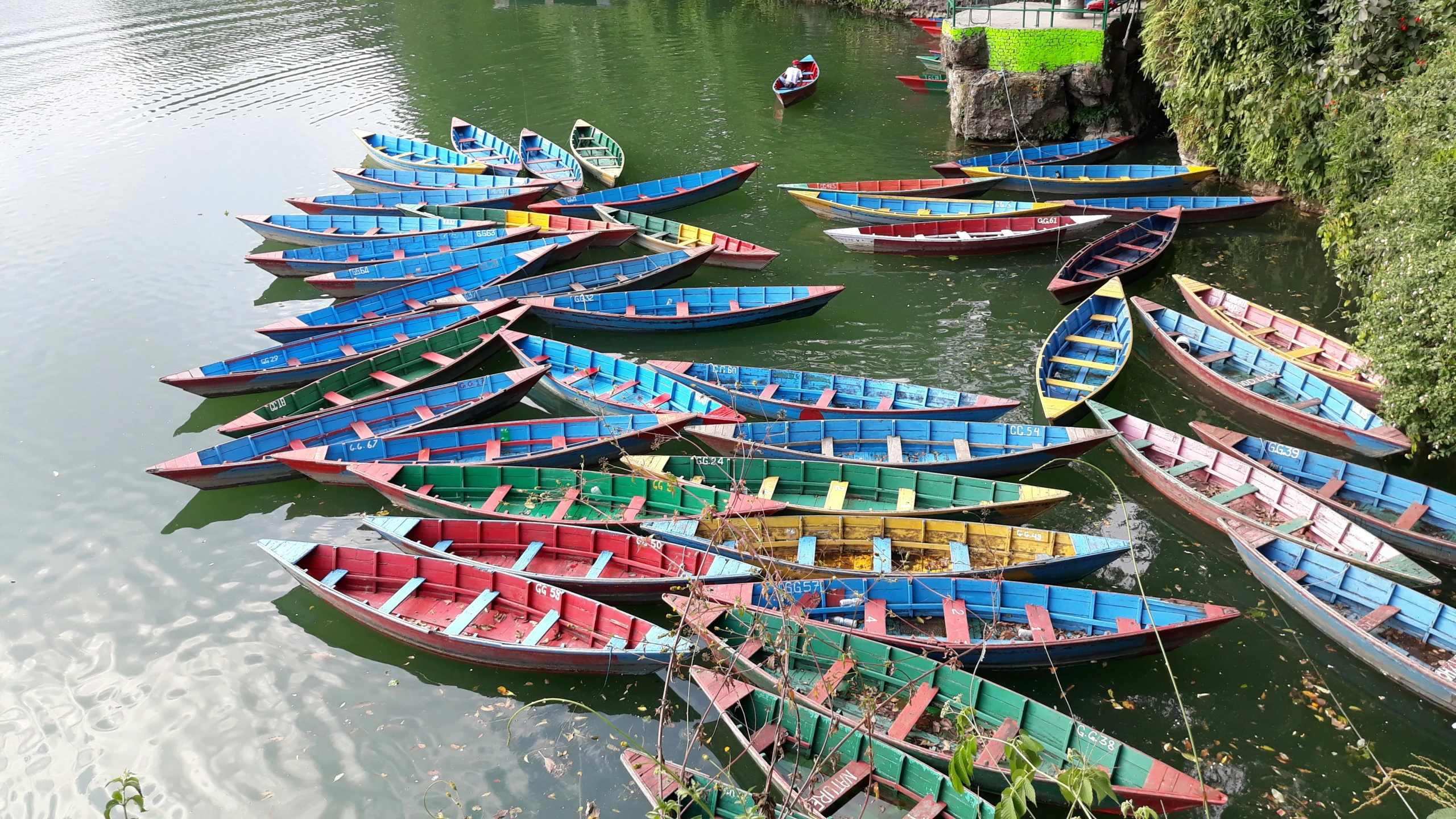 many long rowboats are lined up in the water