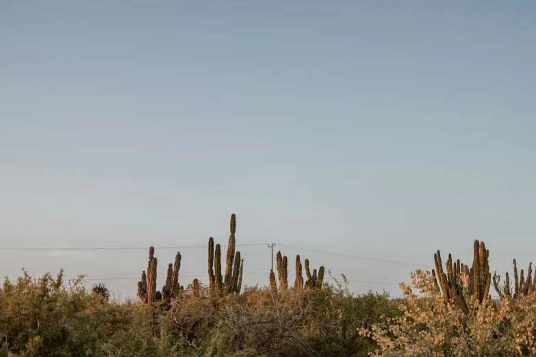 a giraffe and a small elephant standing in a field of brush