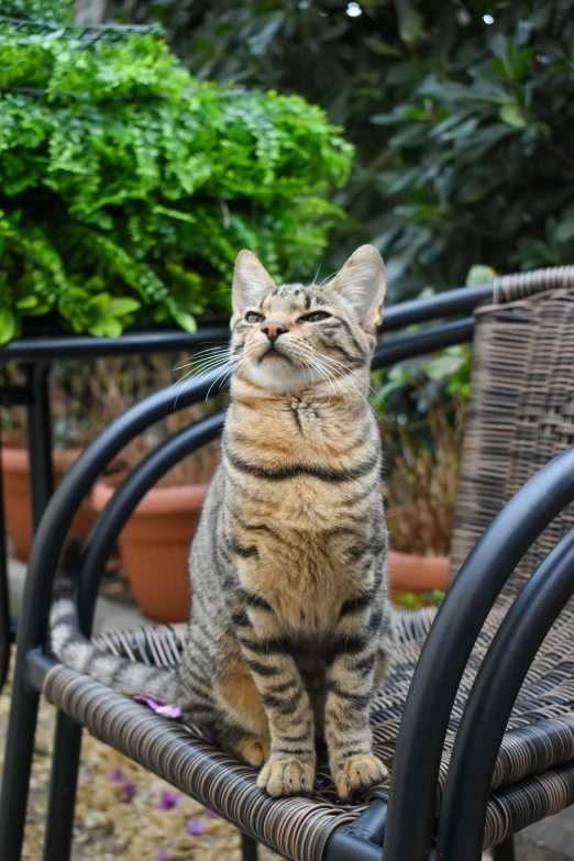 a cat sitting on a chair and looking up