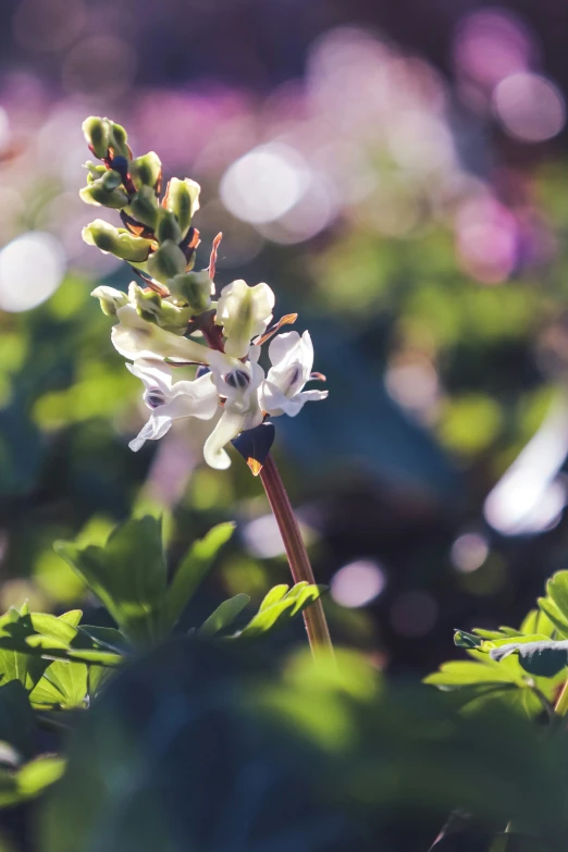 white flowers are pictured among green leaves