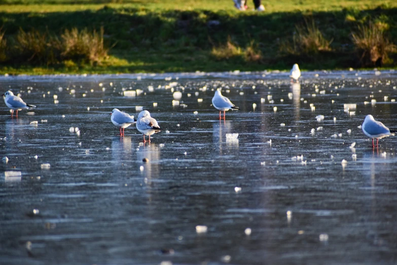 several white birds standing in water with green grass