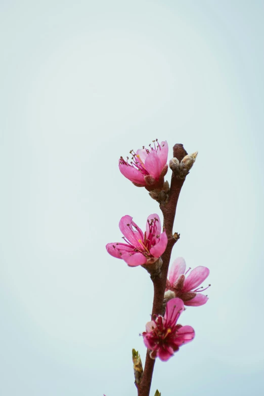 a nch with lots of pink flowers on it