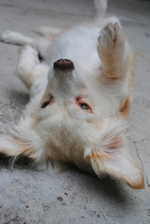 a close up of a dog lying on its back