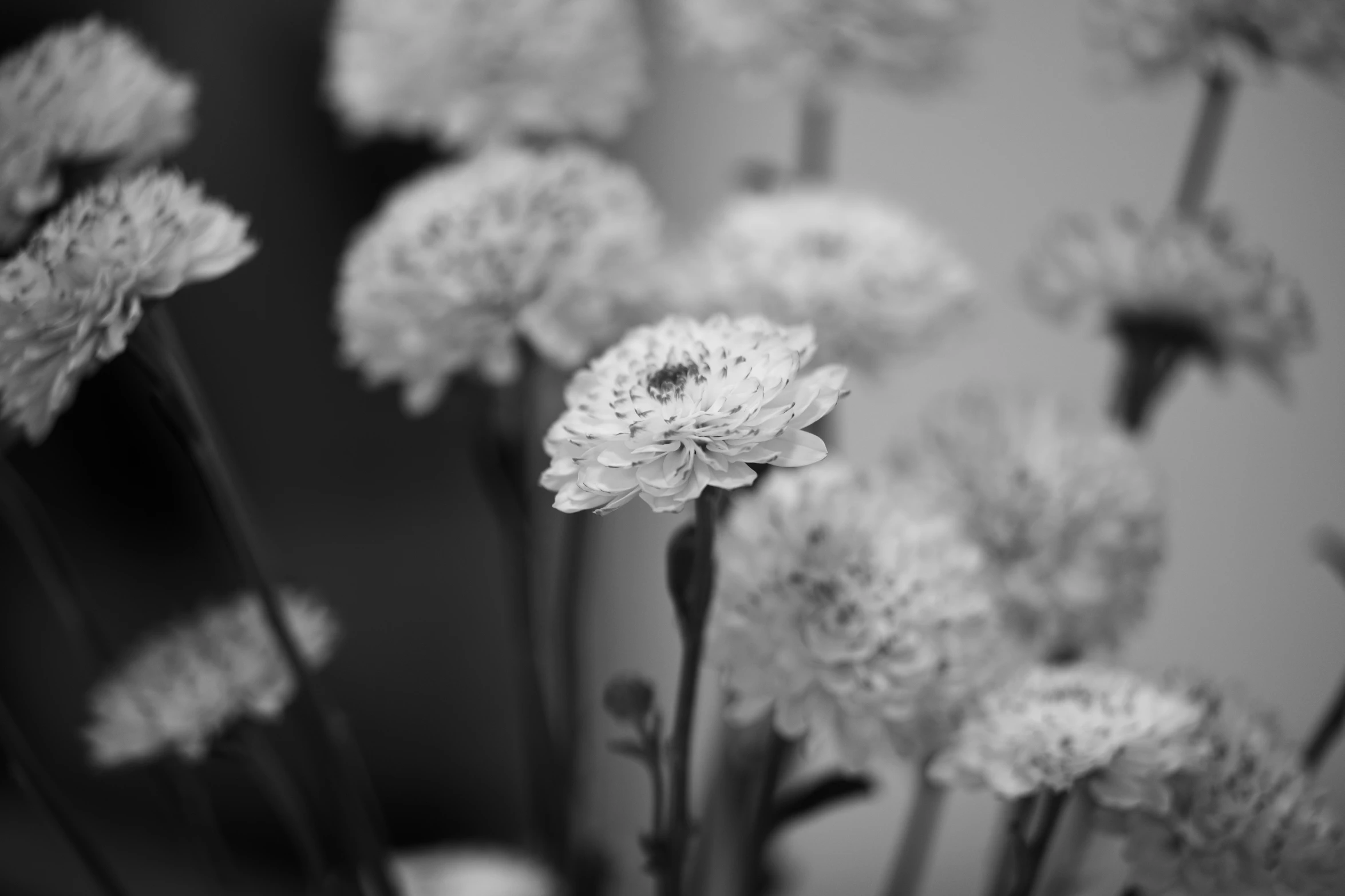 some flowers are growing in a vase on the table