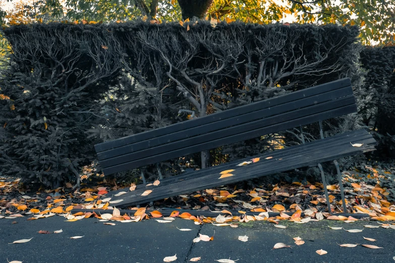 a wooden park bench in front of a hedge