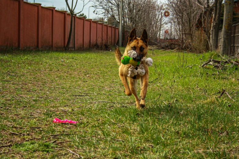 a dog running with a stuffed animal in his mouth