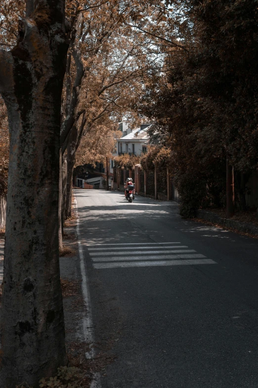 two people riding on a motorbike down a tree lined road