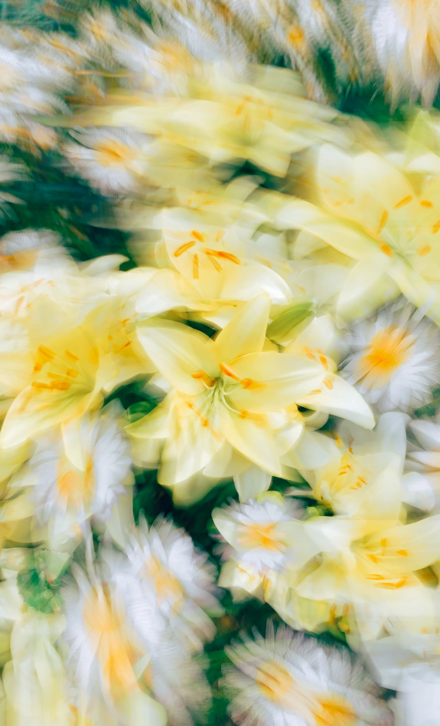 a close up image of yellow and white flowers