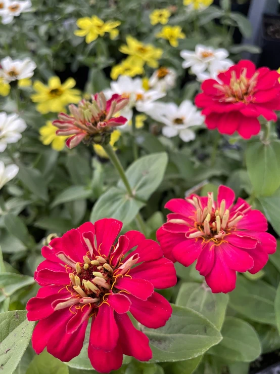 red flowers surrounded by white and yellow flowers