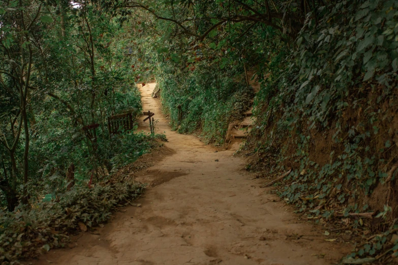 a path is covered in many plants and trees