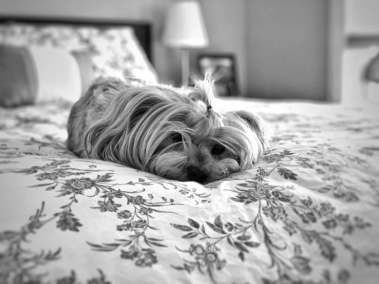 a little dog lays down on a bed