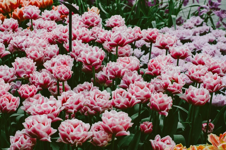 some very pretty flowers by some grass and water