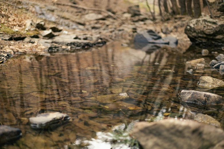 a small stream of water in the woods