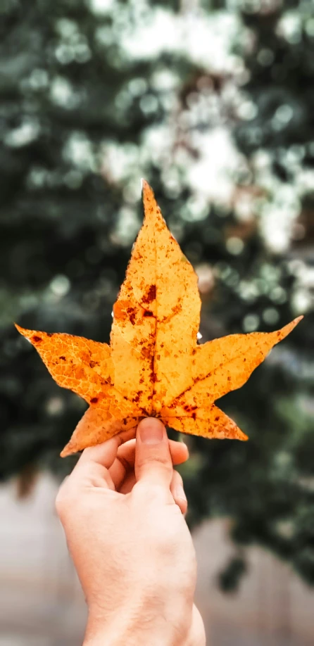 a person holding an orange leaf in front of a tree