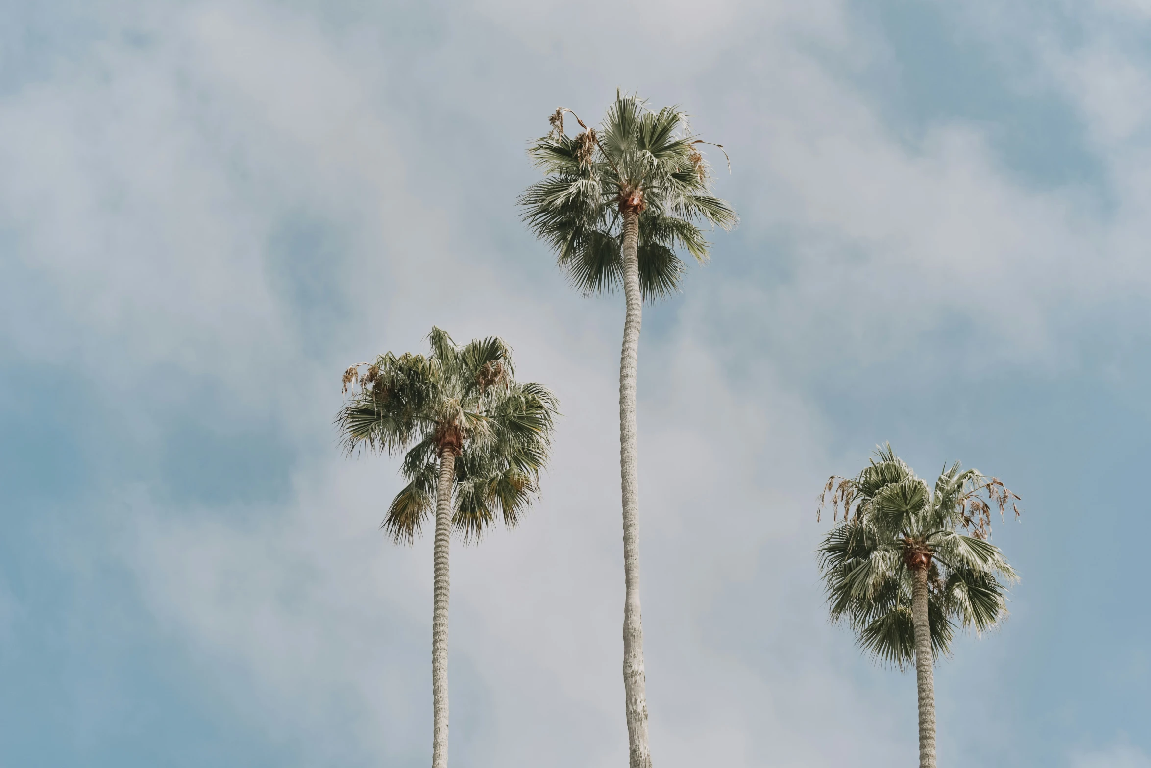 some palm trees with sky in background