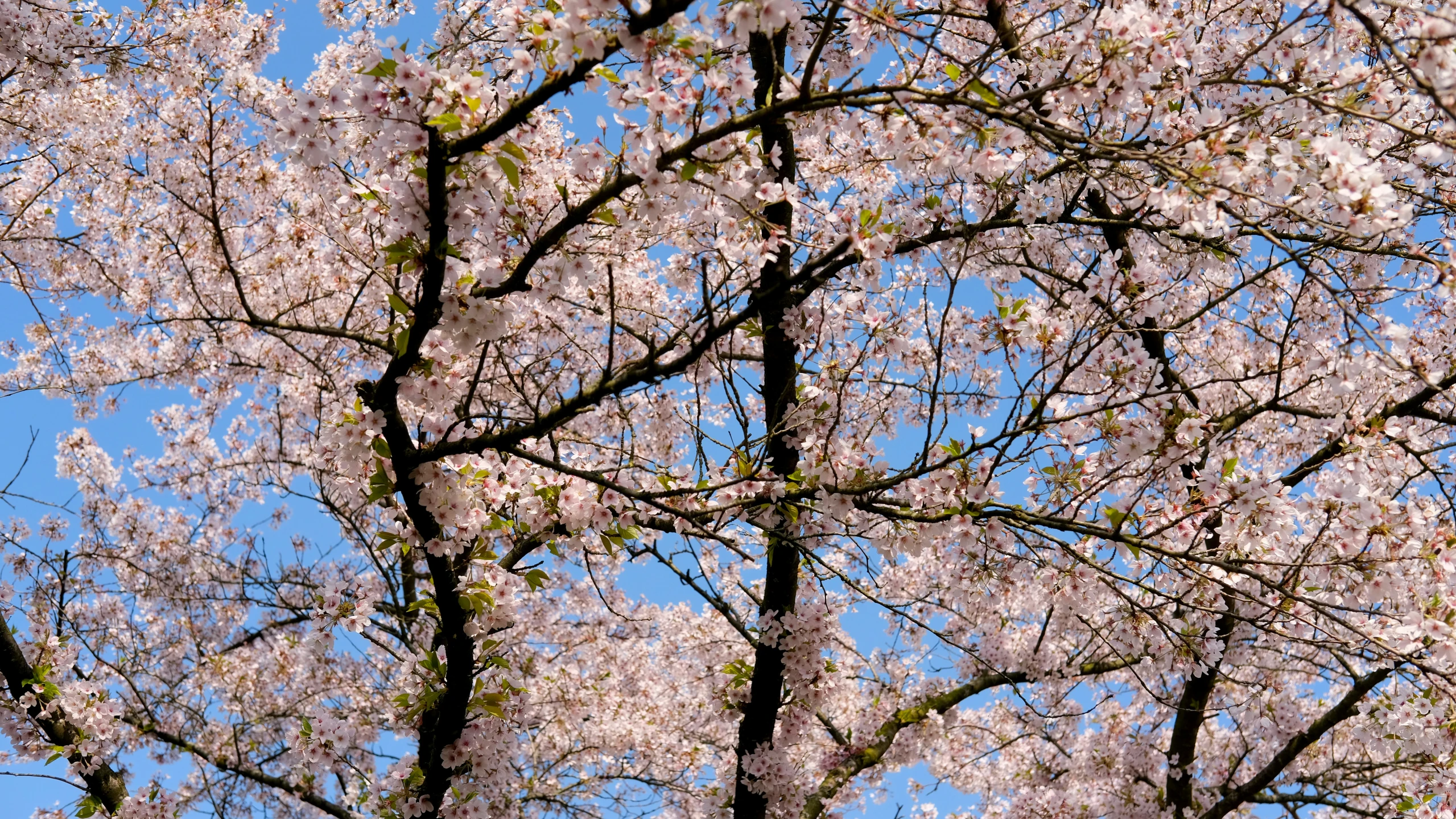 a couple trees are blooming with white and pink flowers