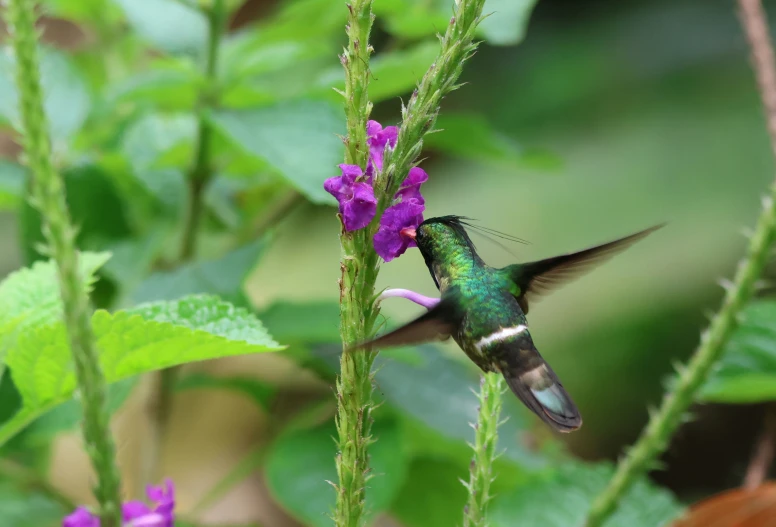 a hummingbird flying next to a purple flower on a plant