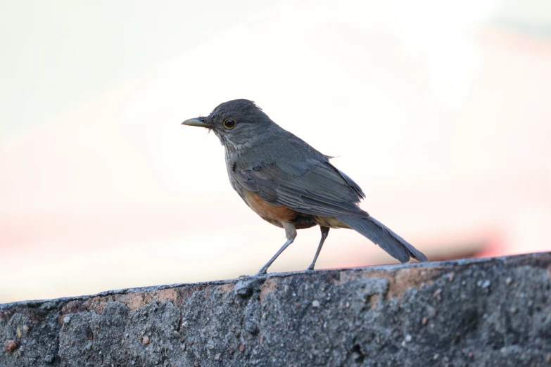a gray bird sitting on the edge of a wall