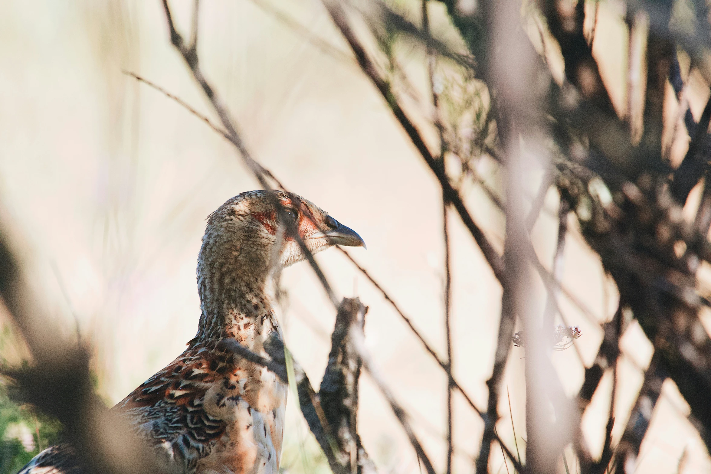 a bird is standing behind some nches outside