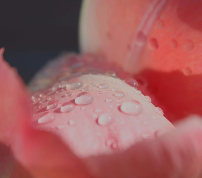 water droplets on top of an apple with a pink flower