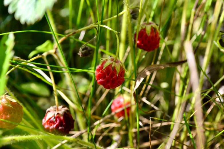 several little red flowers on the bushy green grass