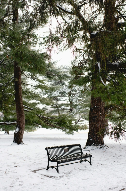 park bench in a snow covered area between two tall trees