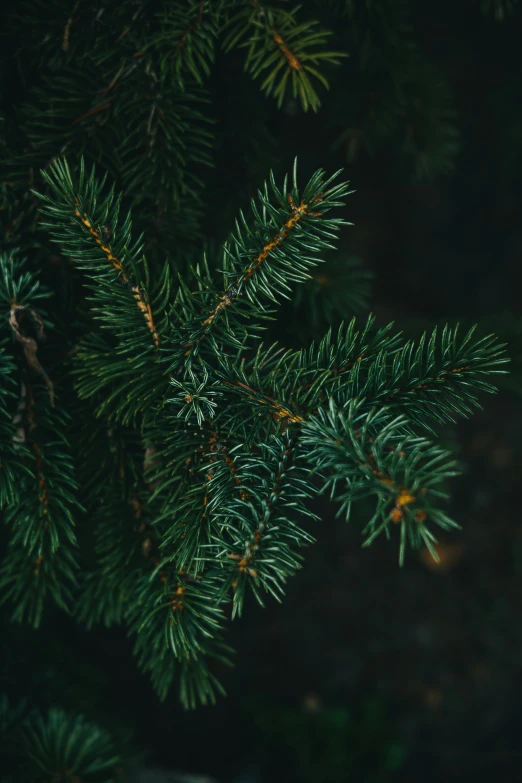 pine tree nch with dark background