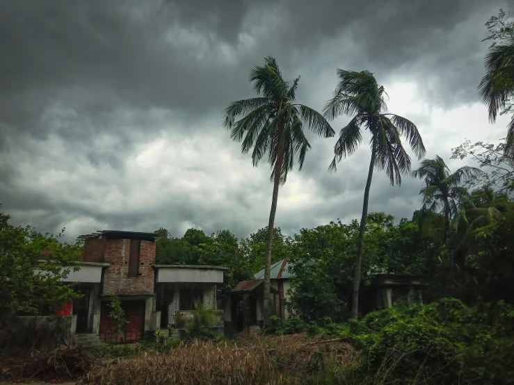 a row of palm trees sitting outside of a house