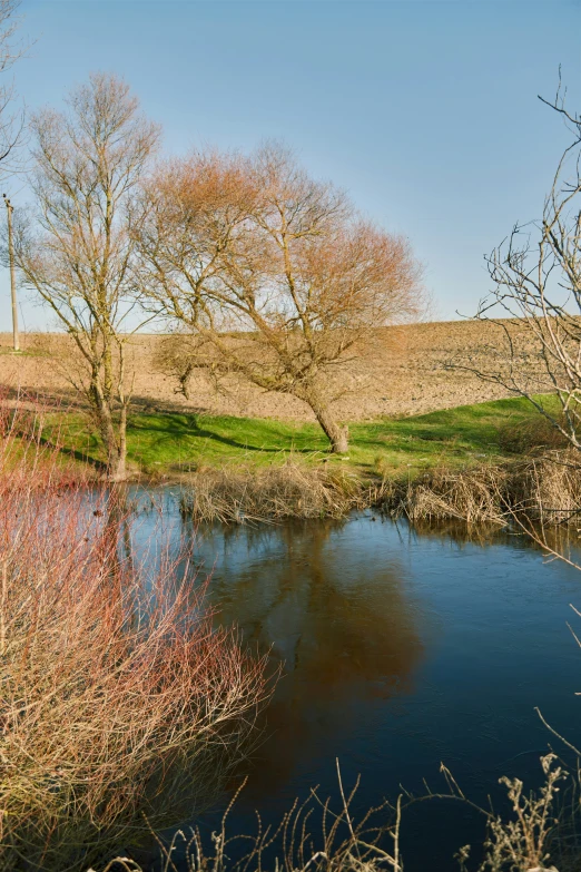 a small river in a grassy field next to a forest