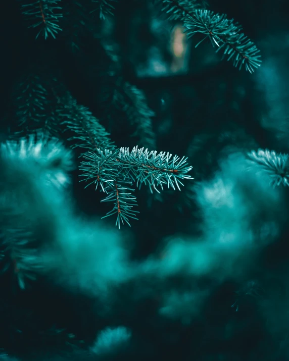 fir tree nches in front of a dark sky