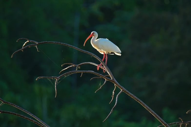 a white bird standing on a tree nch