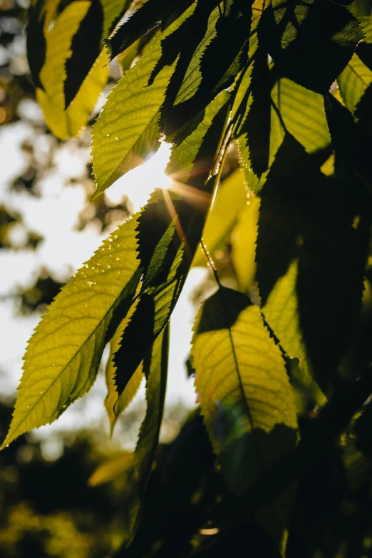 sunlight shining through leaves with low lying leaves