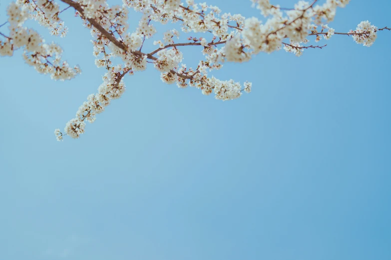 an airplane flying in the blue sky with white flowers