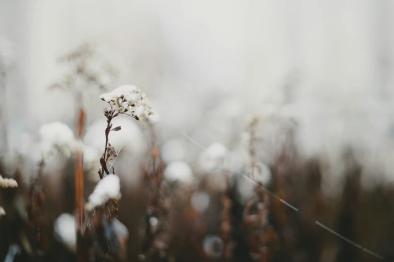 an old po with a blurry background of flowers