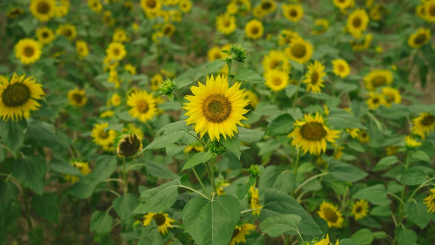 a field of flowers with sunflowers in the foreground