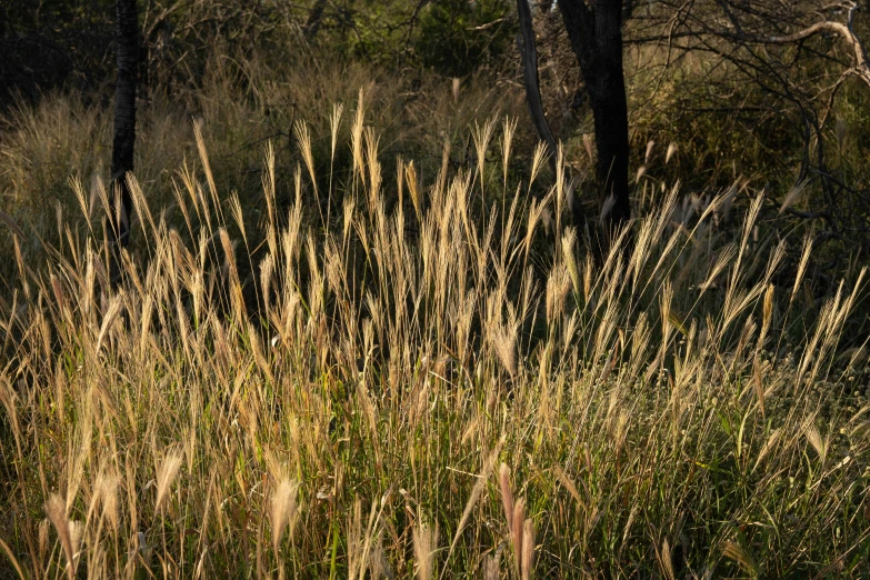 a very tall, thin grass with little brown spots