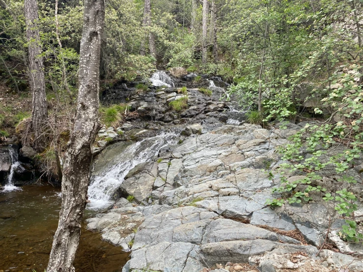 a mountain stream in the middle of some trees