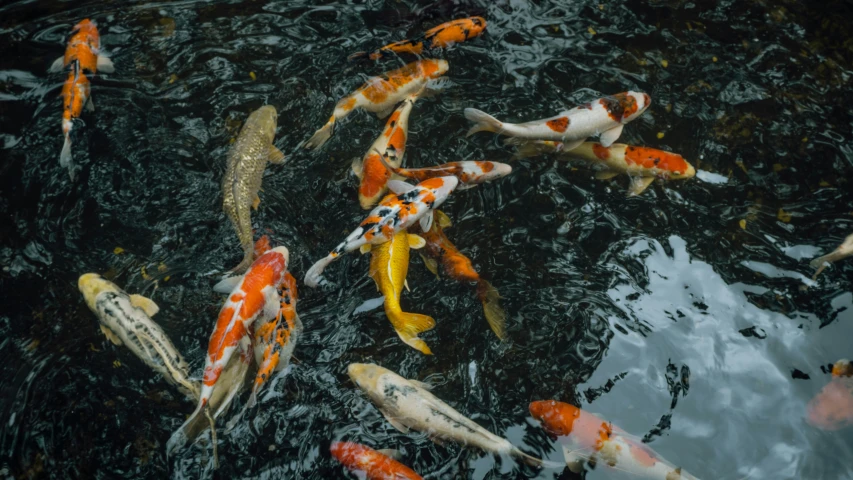 there is a pond full of koi swimming together