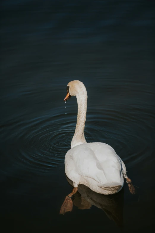 a swan swimming in the middle of water