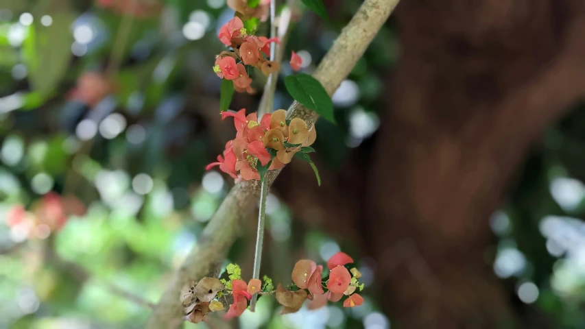 small red flowers are growing on a tree